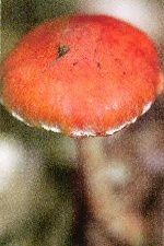 Oranjerode Stropharia