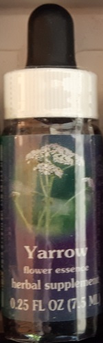 Californische FES Bloesem Remedie YARROW  Achillea millefolium (wit). (Duizendblad)